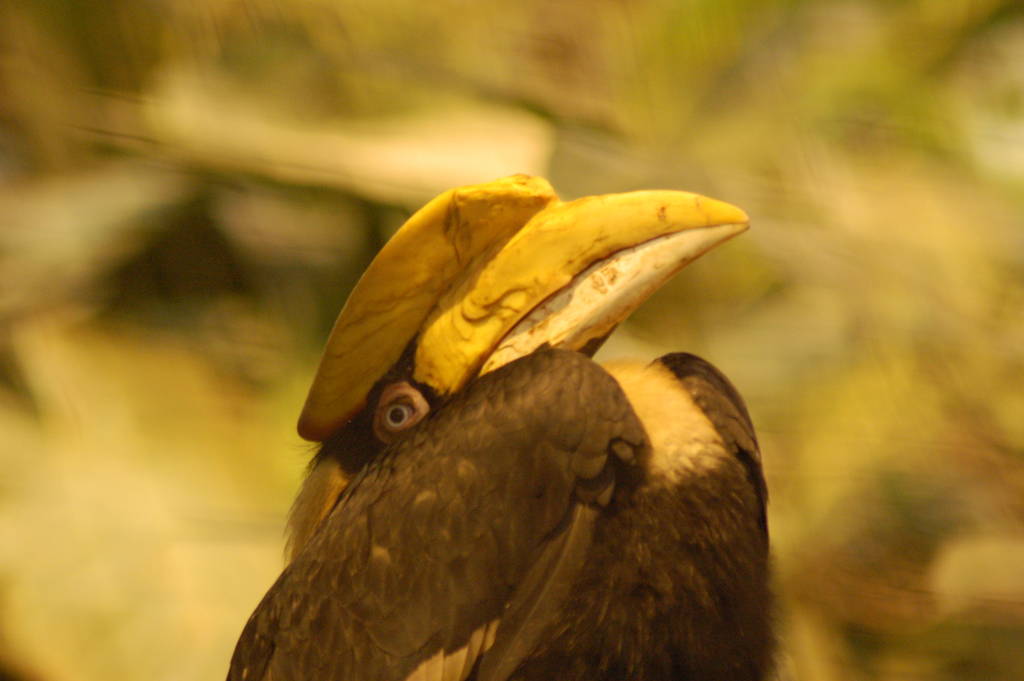 Female great indian hornbill