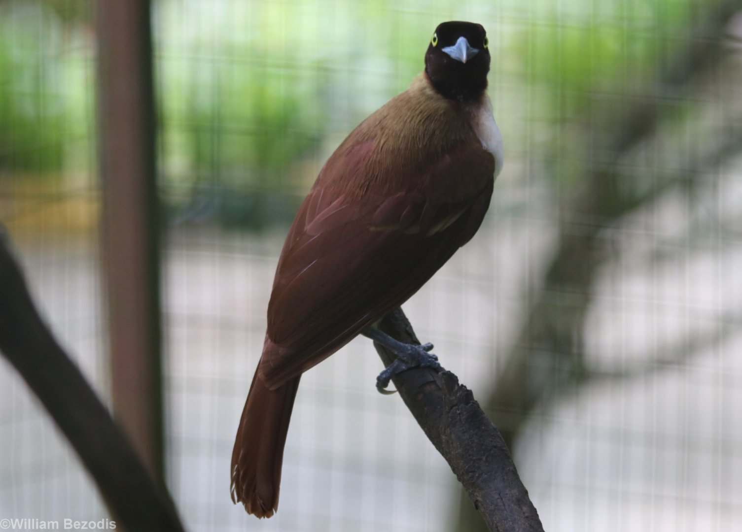 Female Greater Bird of Paradise