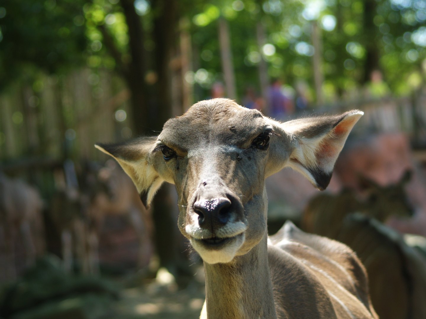Female greater kudu (Tragelaphus strepsiceros)