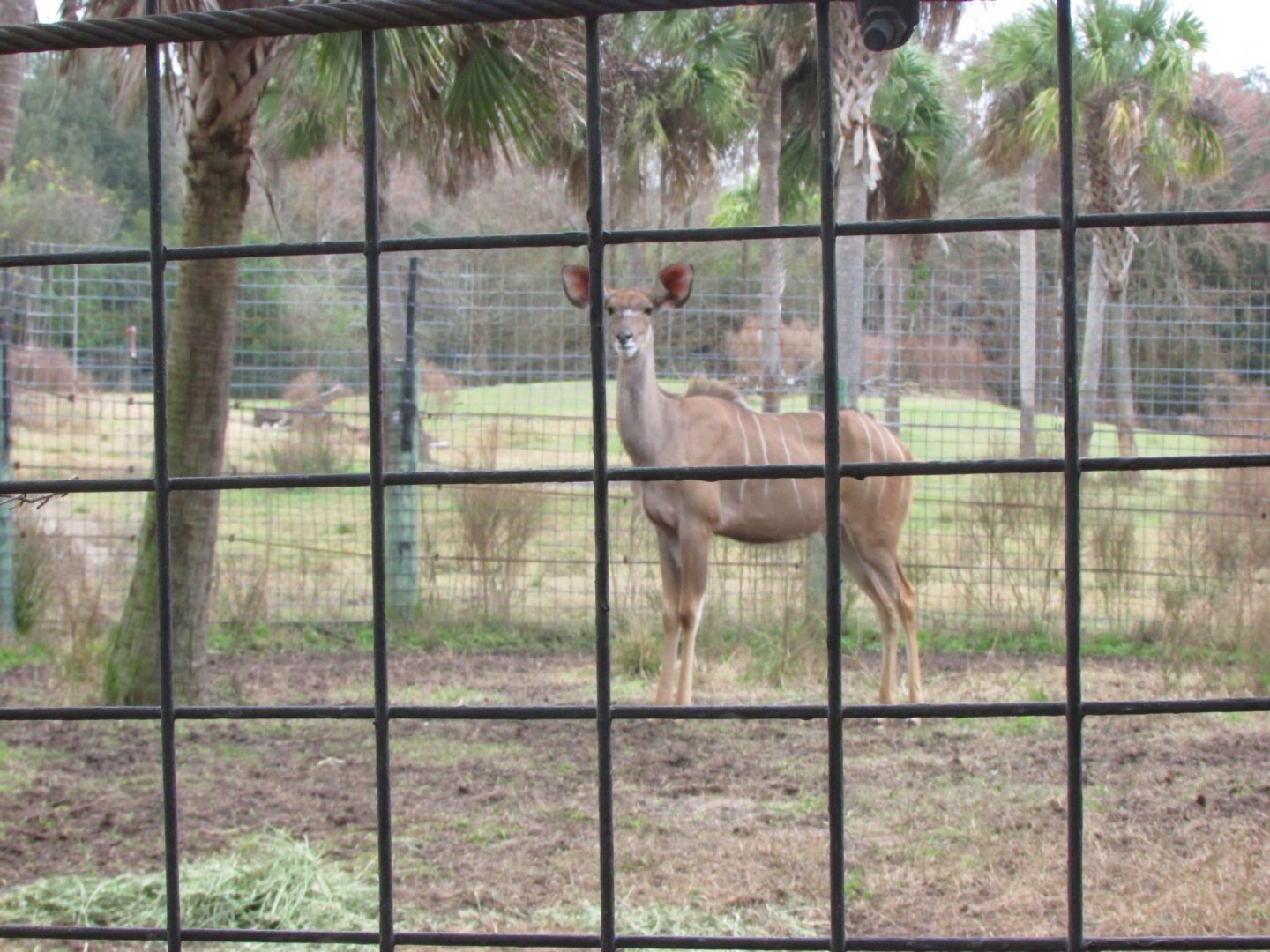 Female Greater Kudu