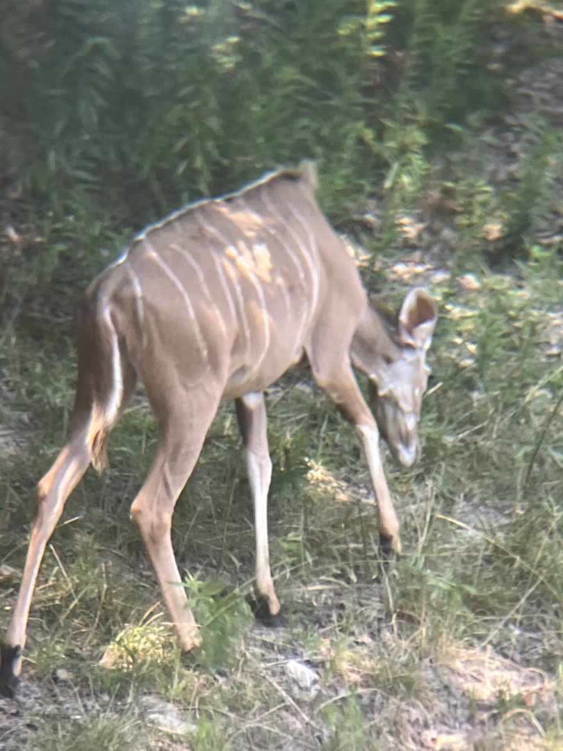 Female Greater Kudu