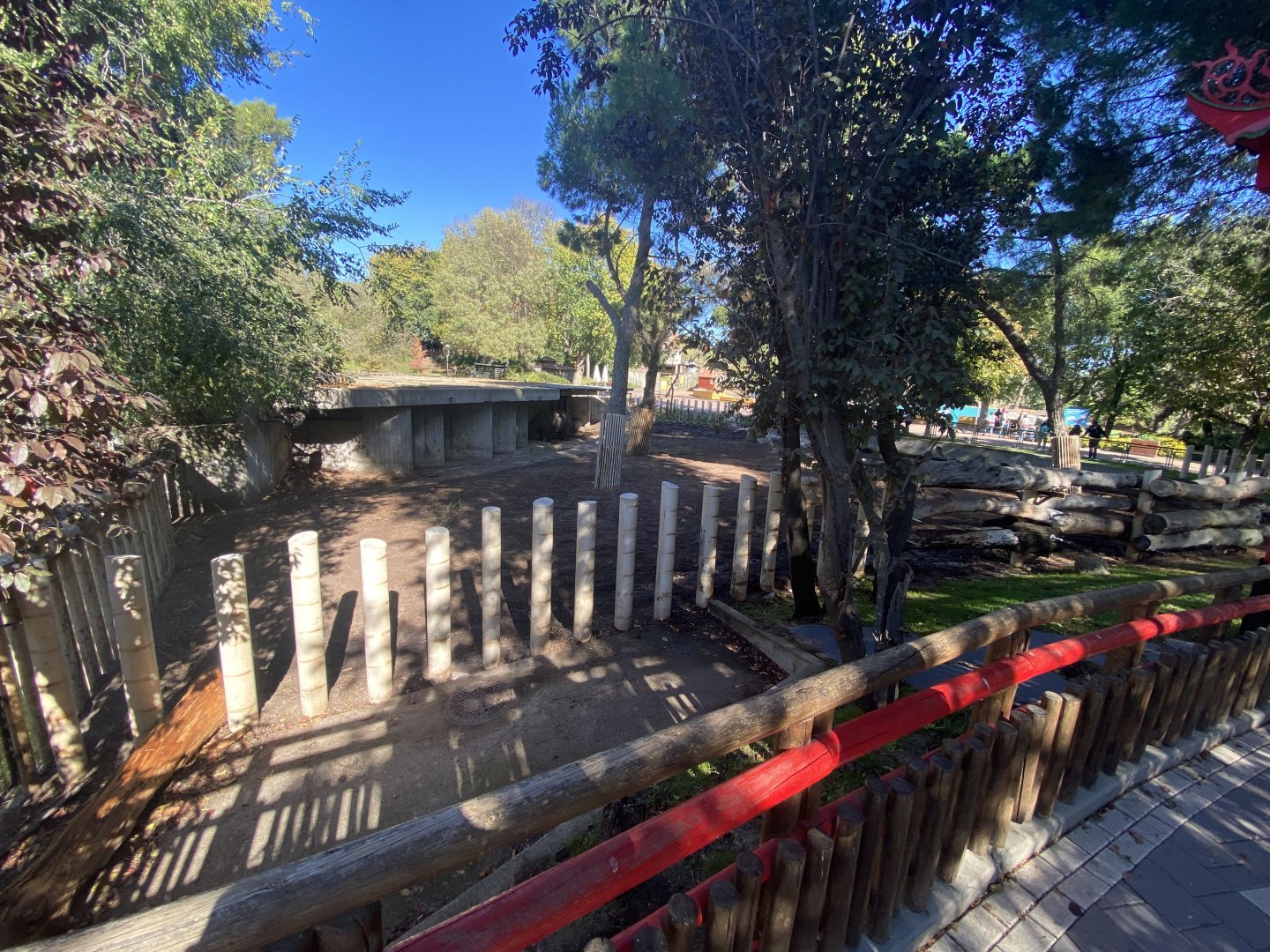 Female greater one-horned rhino enclosure