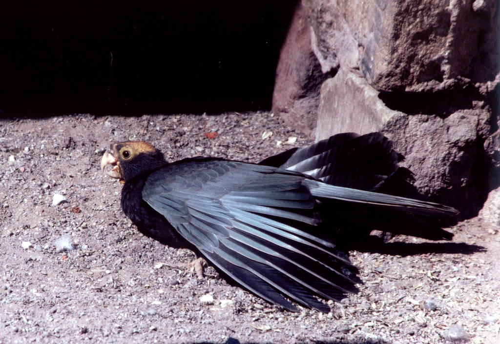 female Greater Vasa Parrot