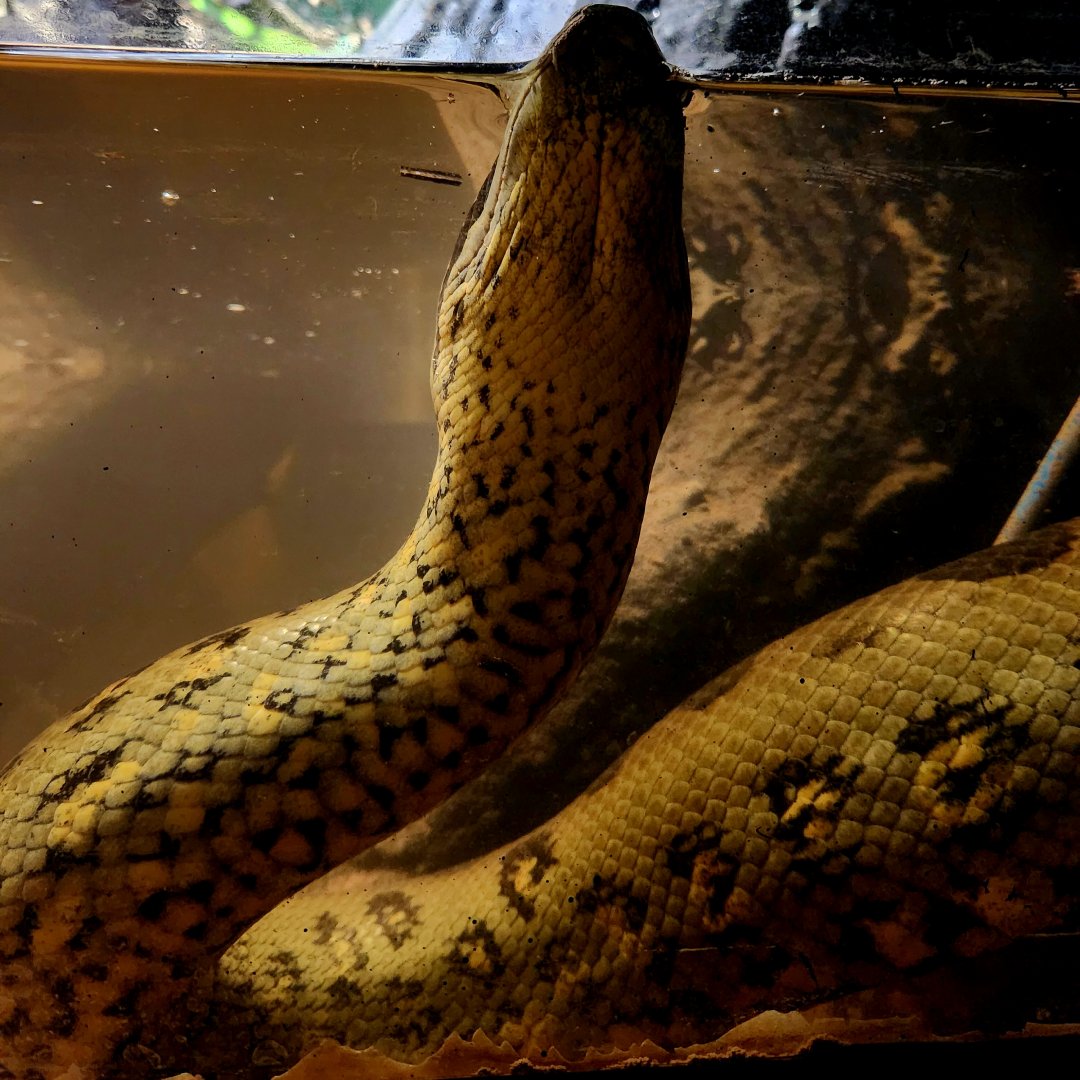 Female Green Anaconda (Eunectes murinus)