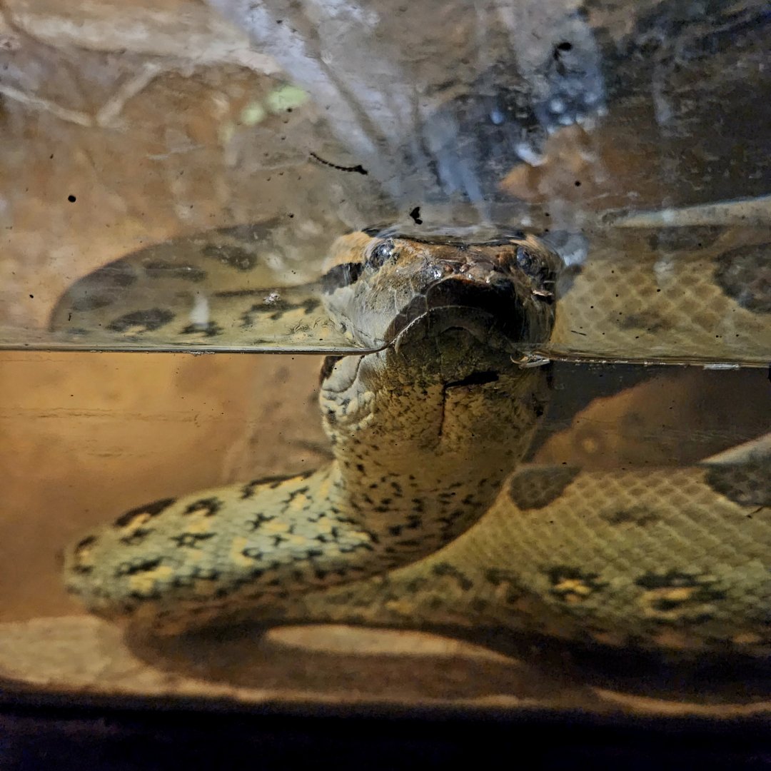 Female Green Anaconda (Eunectes murinus)