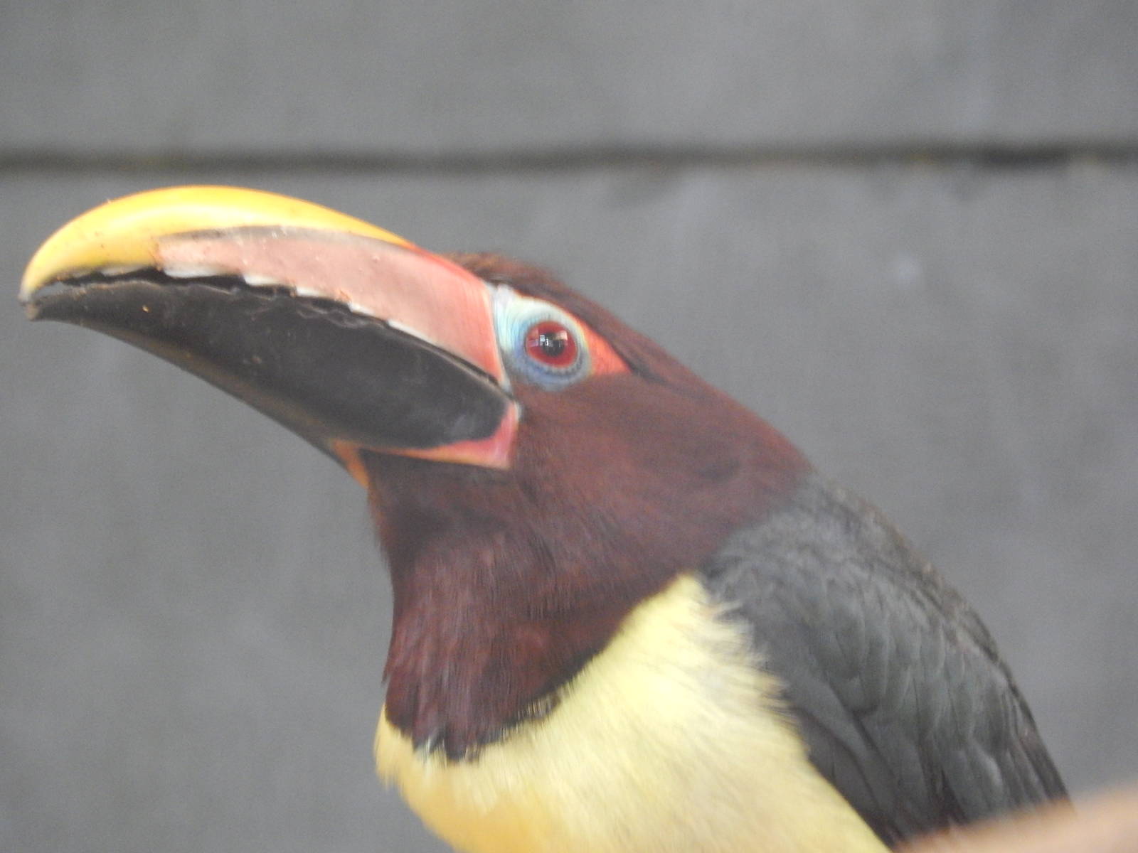 Female Green Aracari close up