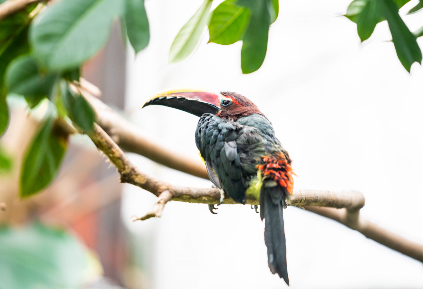 Female Green Aracari