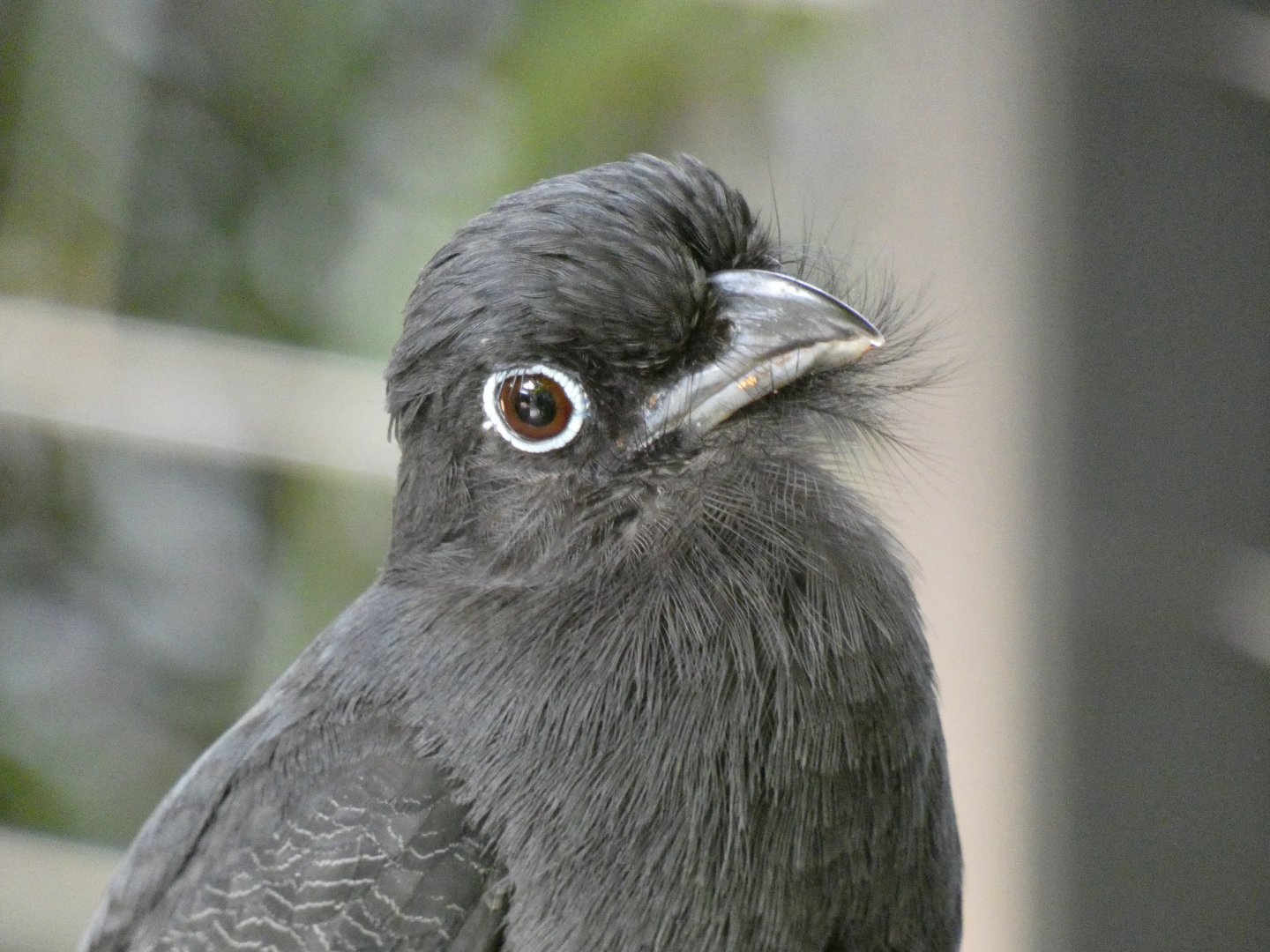 Female green-backed trogon