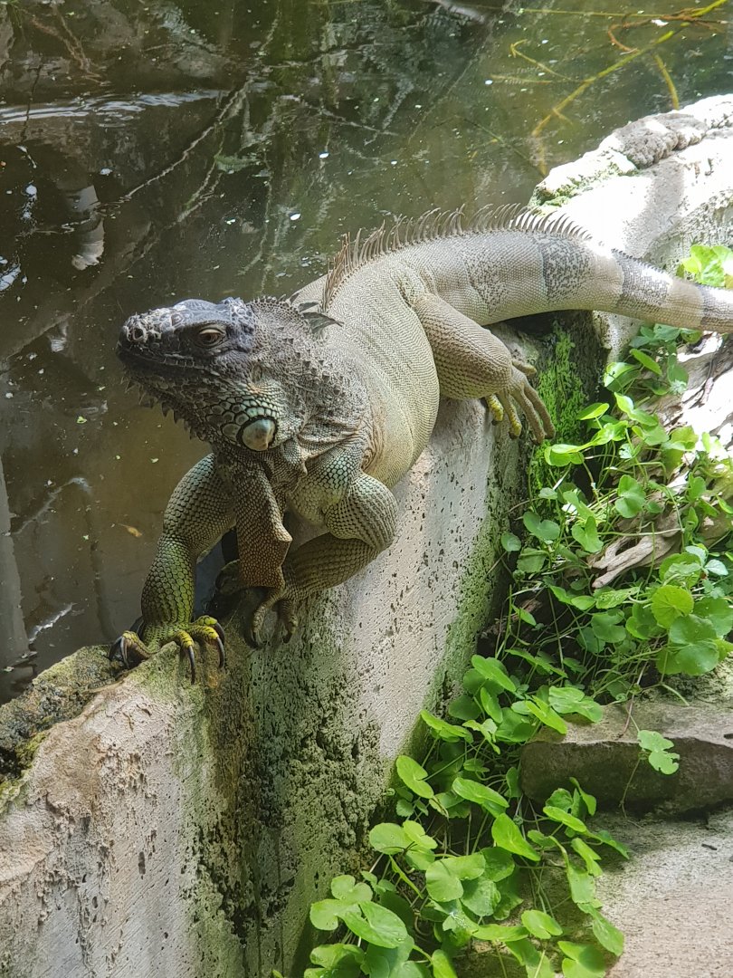 Female Green Iguana (Iguana iguana)