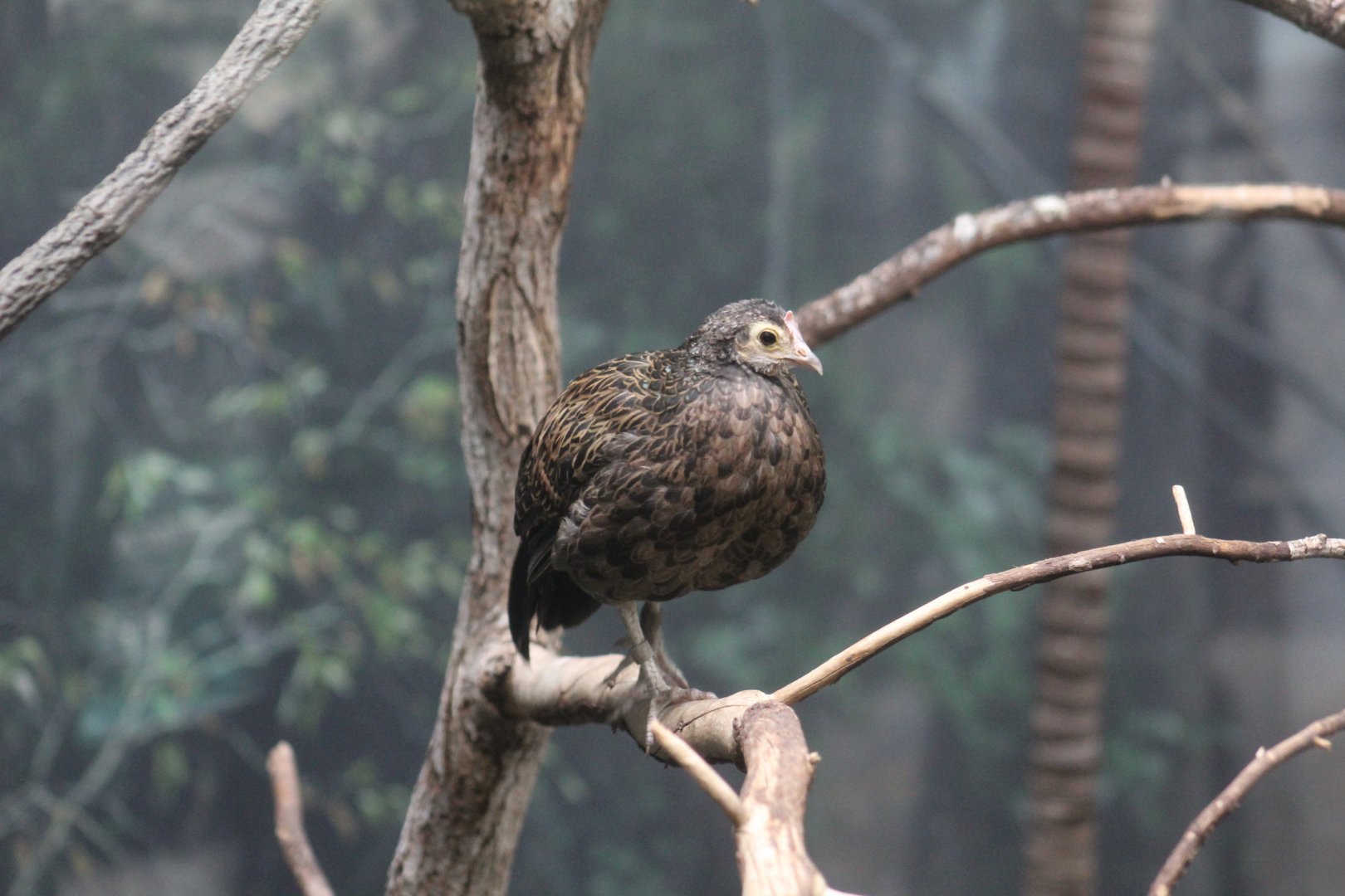 Female Green Junglefowl