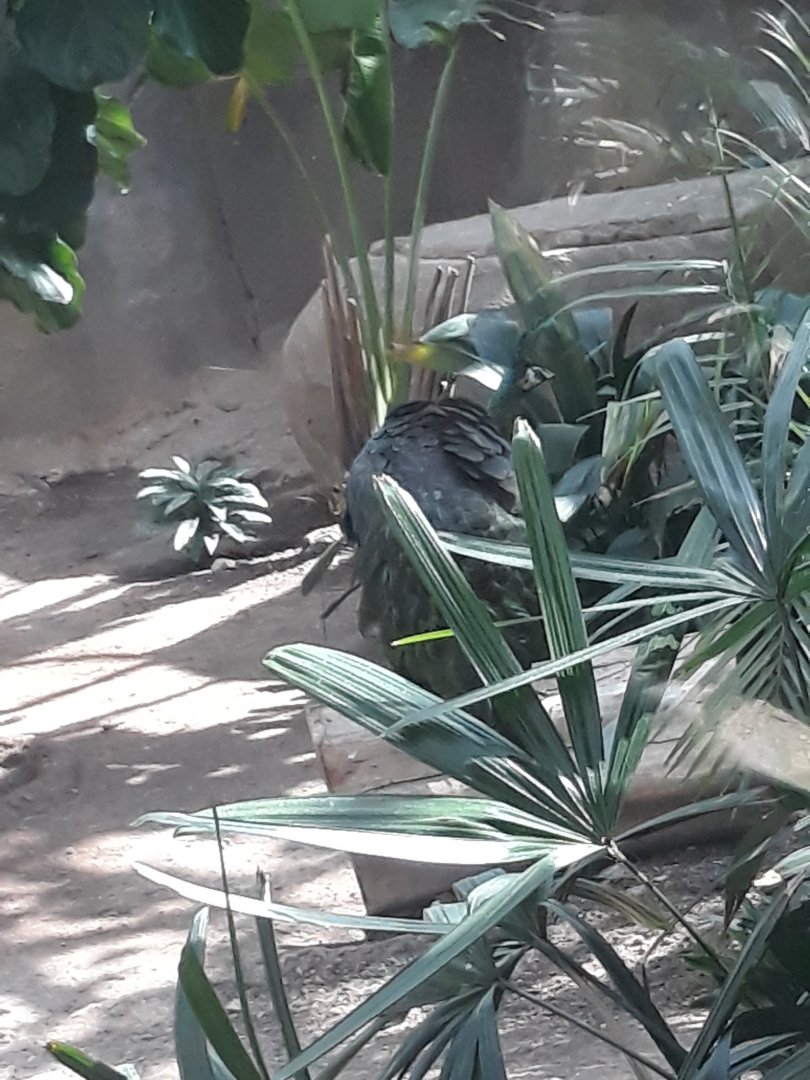 Female green peafowl