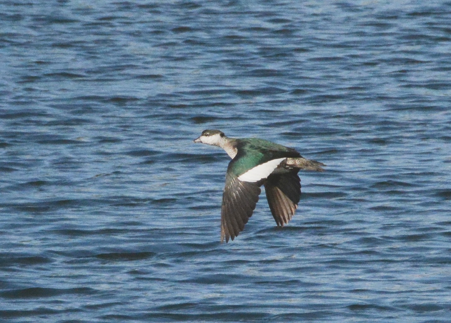 Female green-pygmy goose