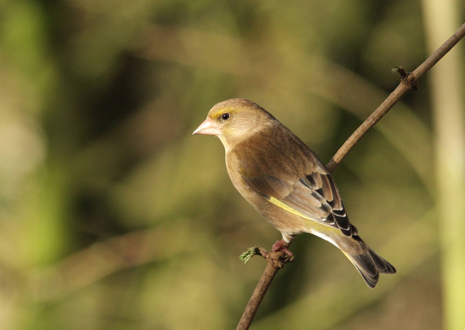 Female Greenfinch?