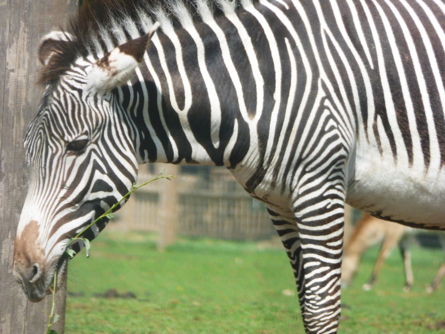 Female Grevy's Zebra