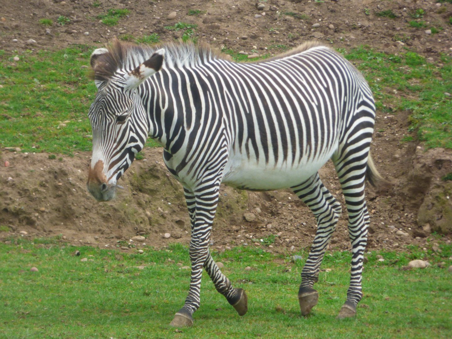 Female Grevy's Zebra
