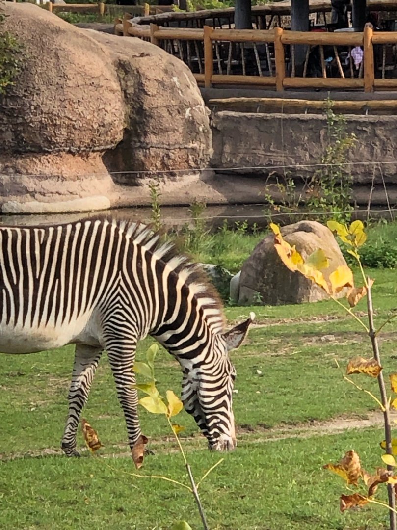 Female Grevy's Zebra