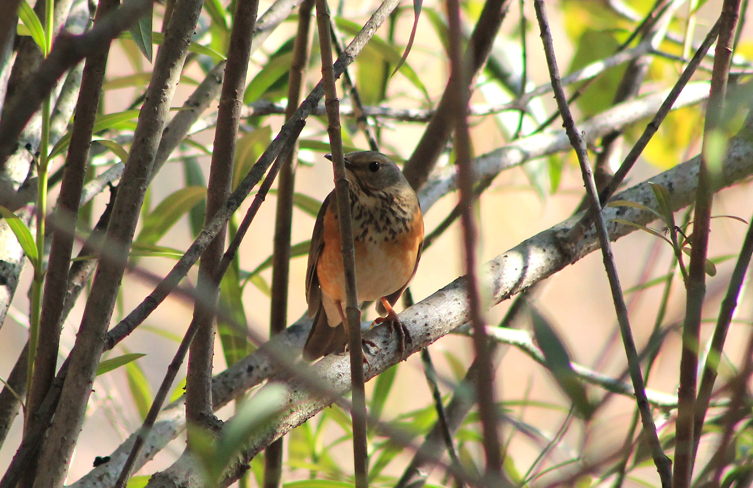 female Grey-backed Thrush (Turdus hortulorum)