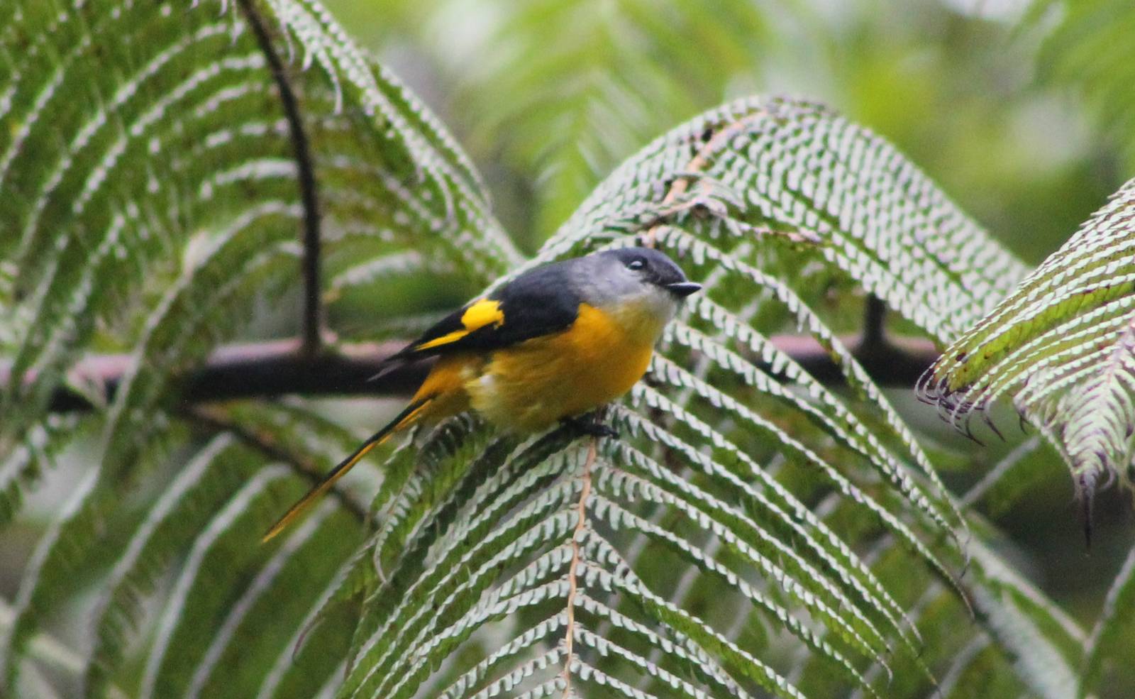 female grey-chinned minivet (Pericrocotus solaris)