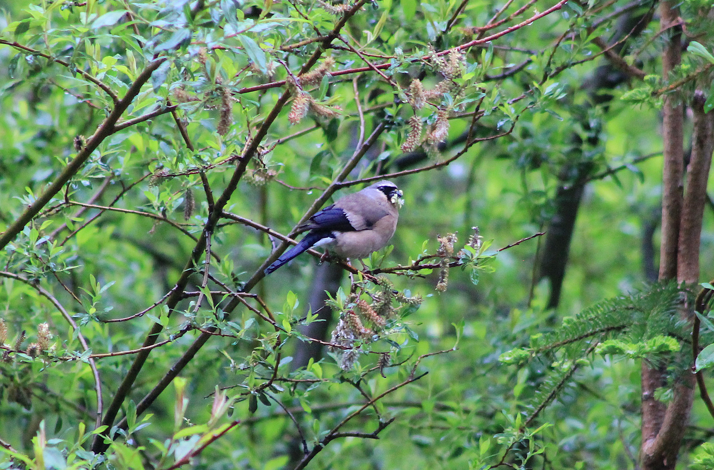female Grey-headed Bullfinch (Pyrrhula erythaca)