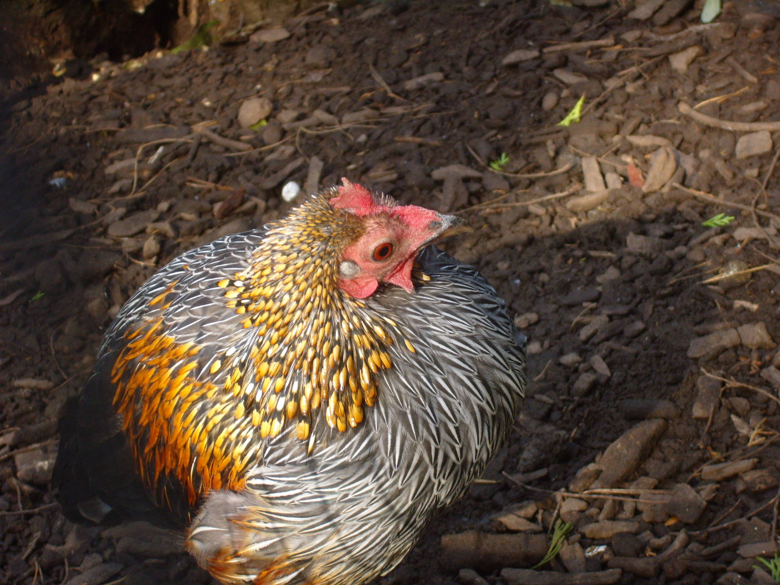 Female Grey Junglefowl