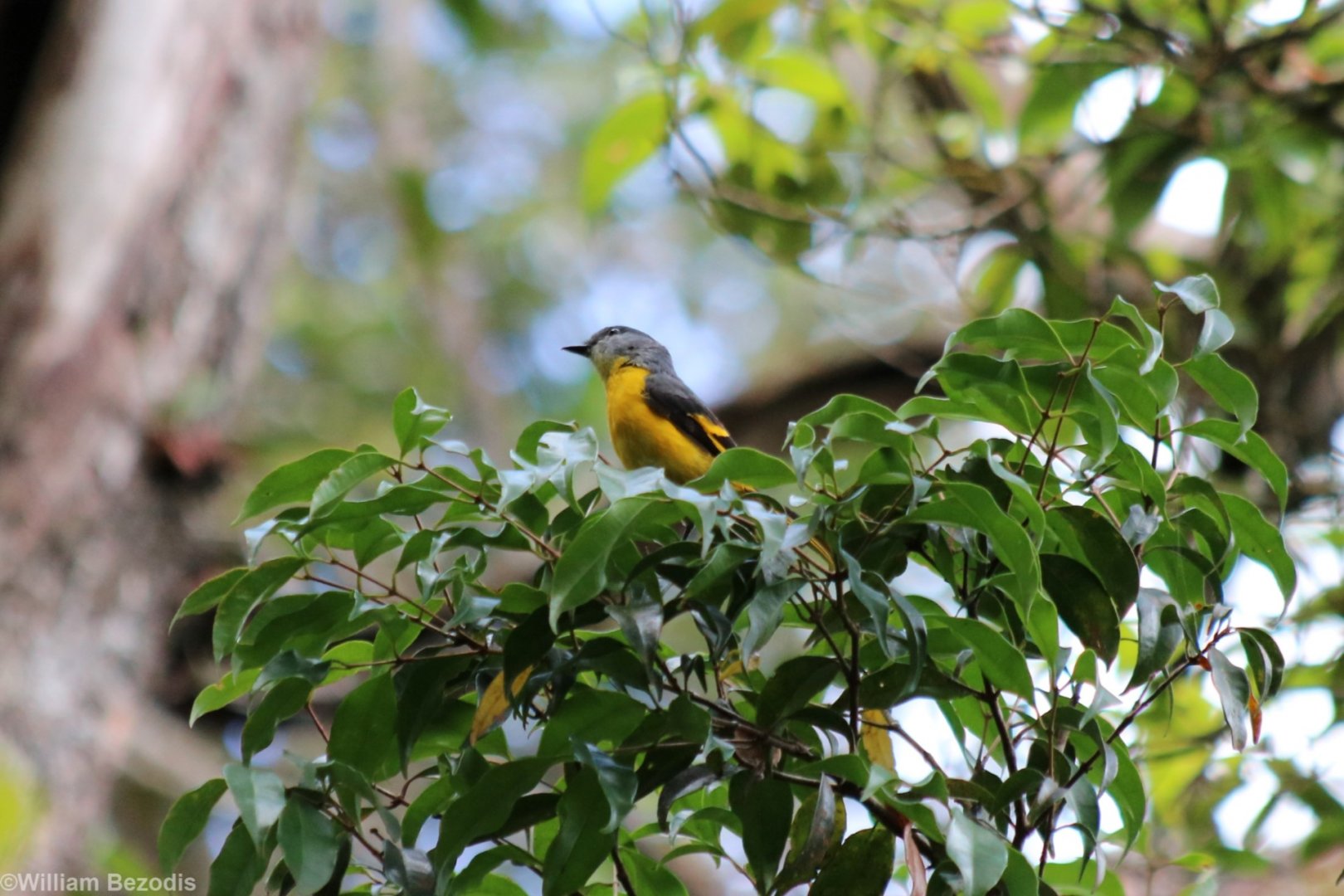 Female Grey-throated Minivet - Mount Kinabalu