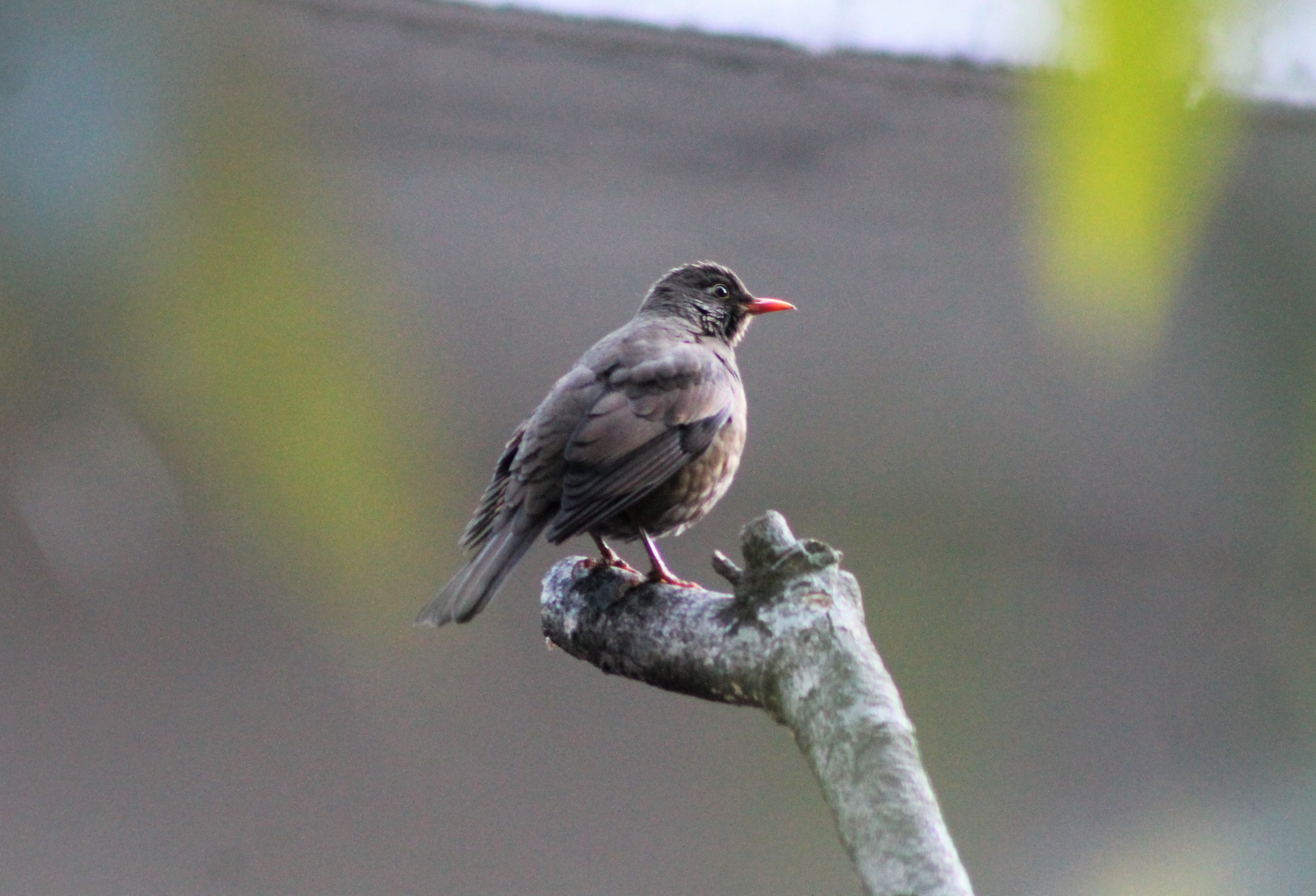 female Grey-winged Blackbird (Turdus boulboul)