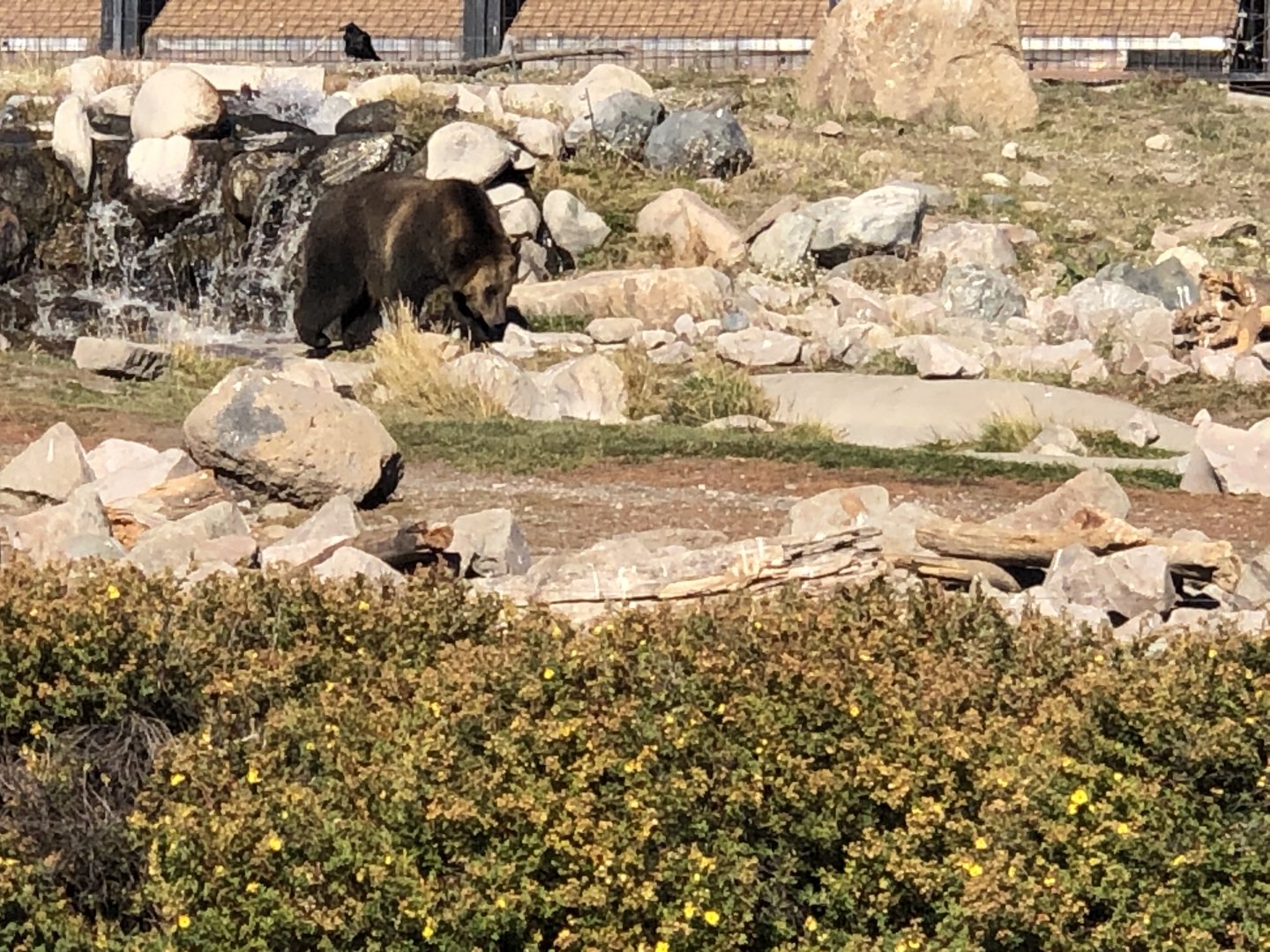 Female Grizzly Seeley