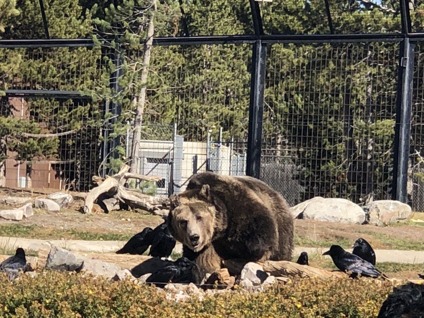 Female Grizzly Spirit