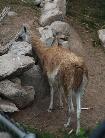 female guanaco