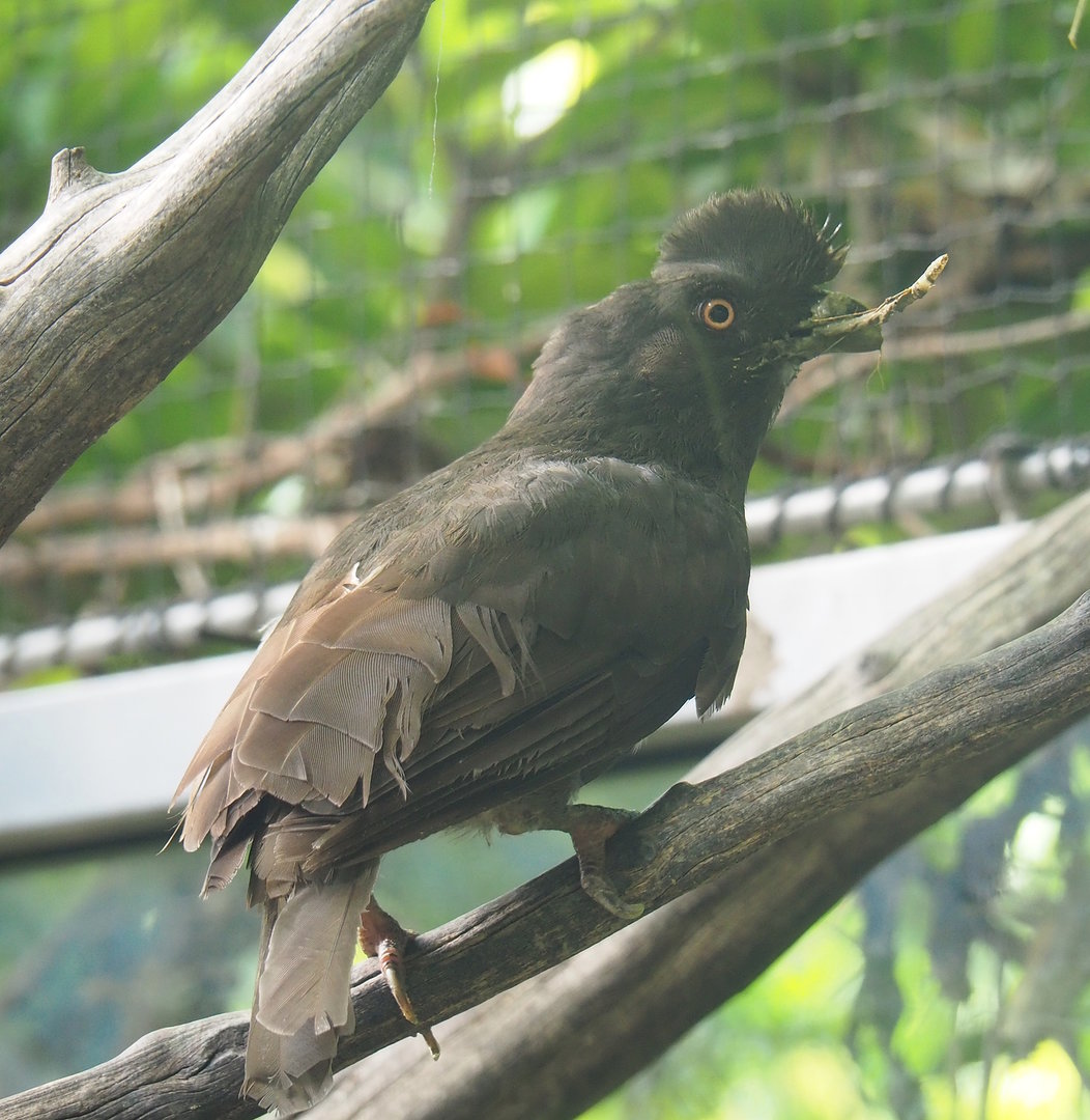 Female Guianan cock-of-the-rock (Rupicola rupicola), 2022-08-28