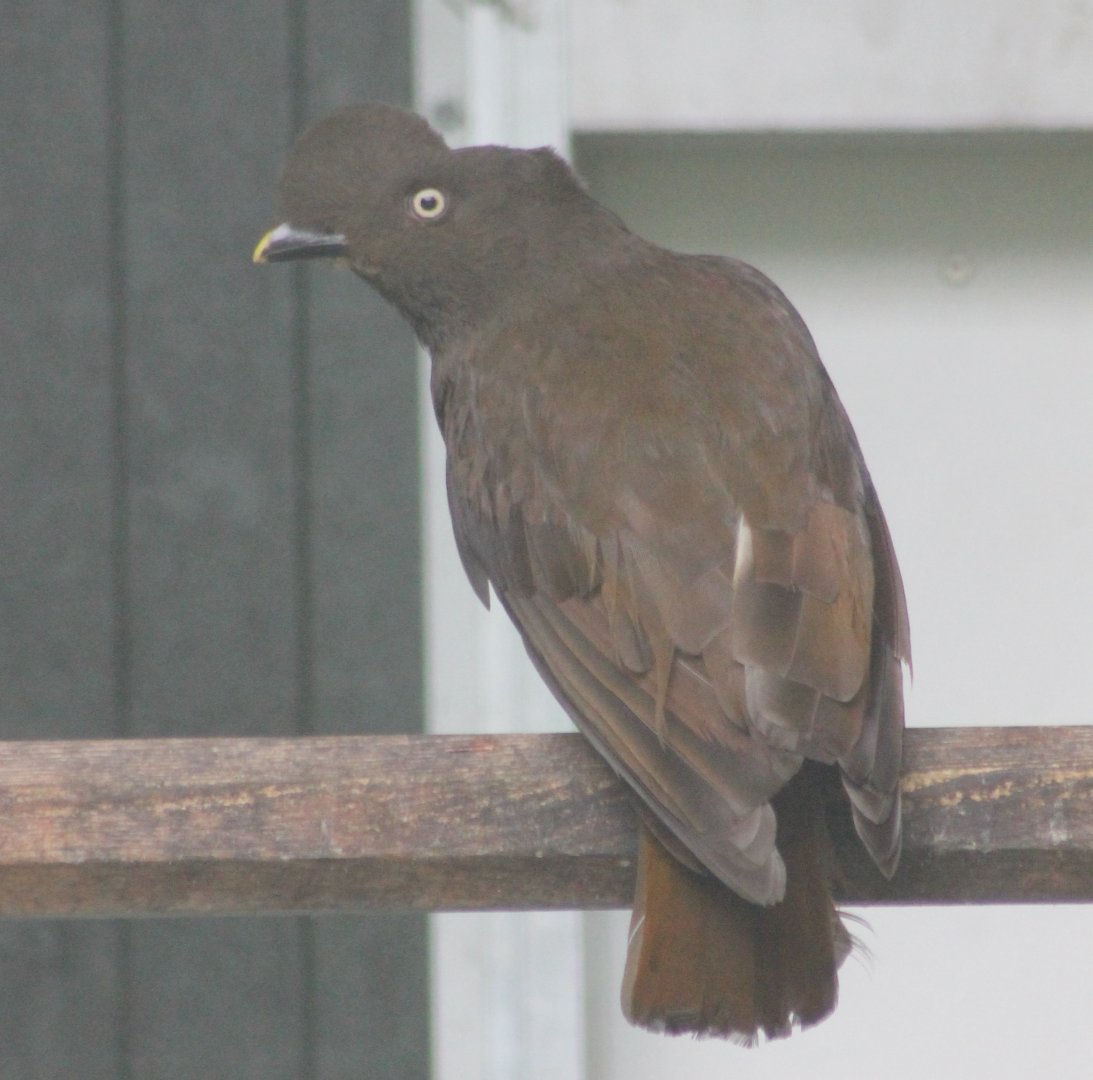 Female Guianan cock-of-the-rock