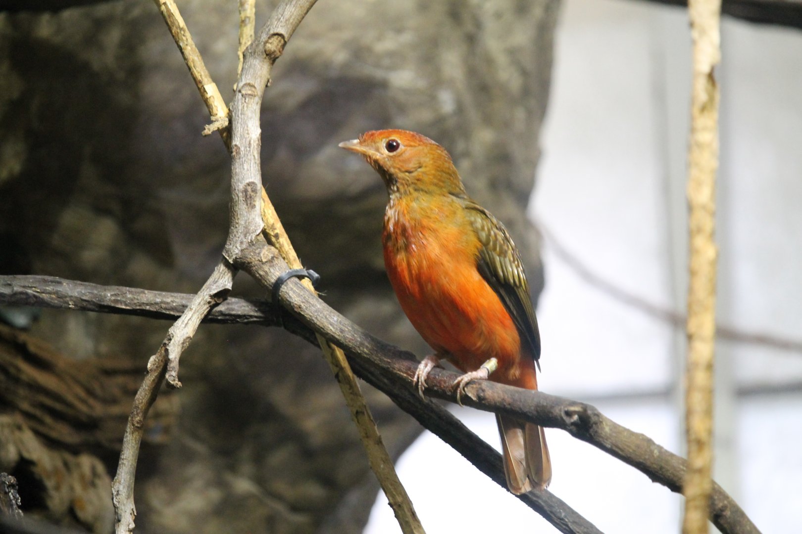Female Guianan Red Cotinga (Phoenicircus carnifex)