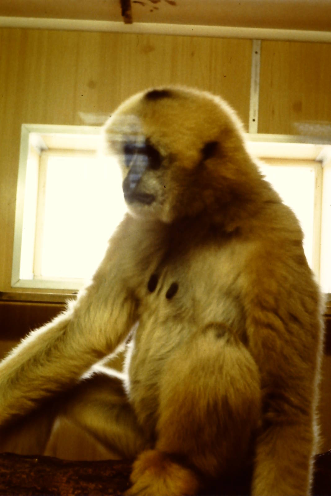 female Hainan black crested gibbon Twycross 22 July 1984