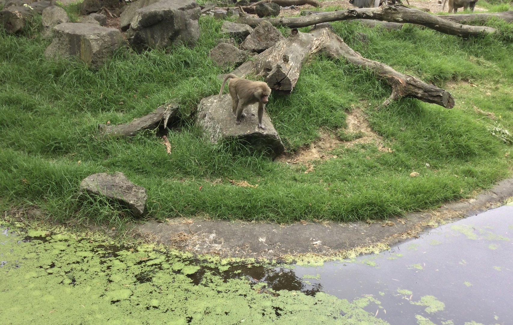 Female Hamadryas baboon (Papio hamadryas)