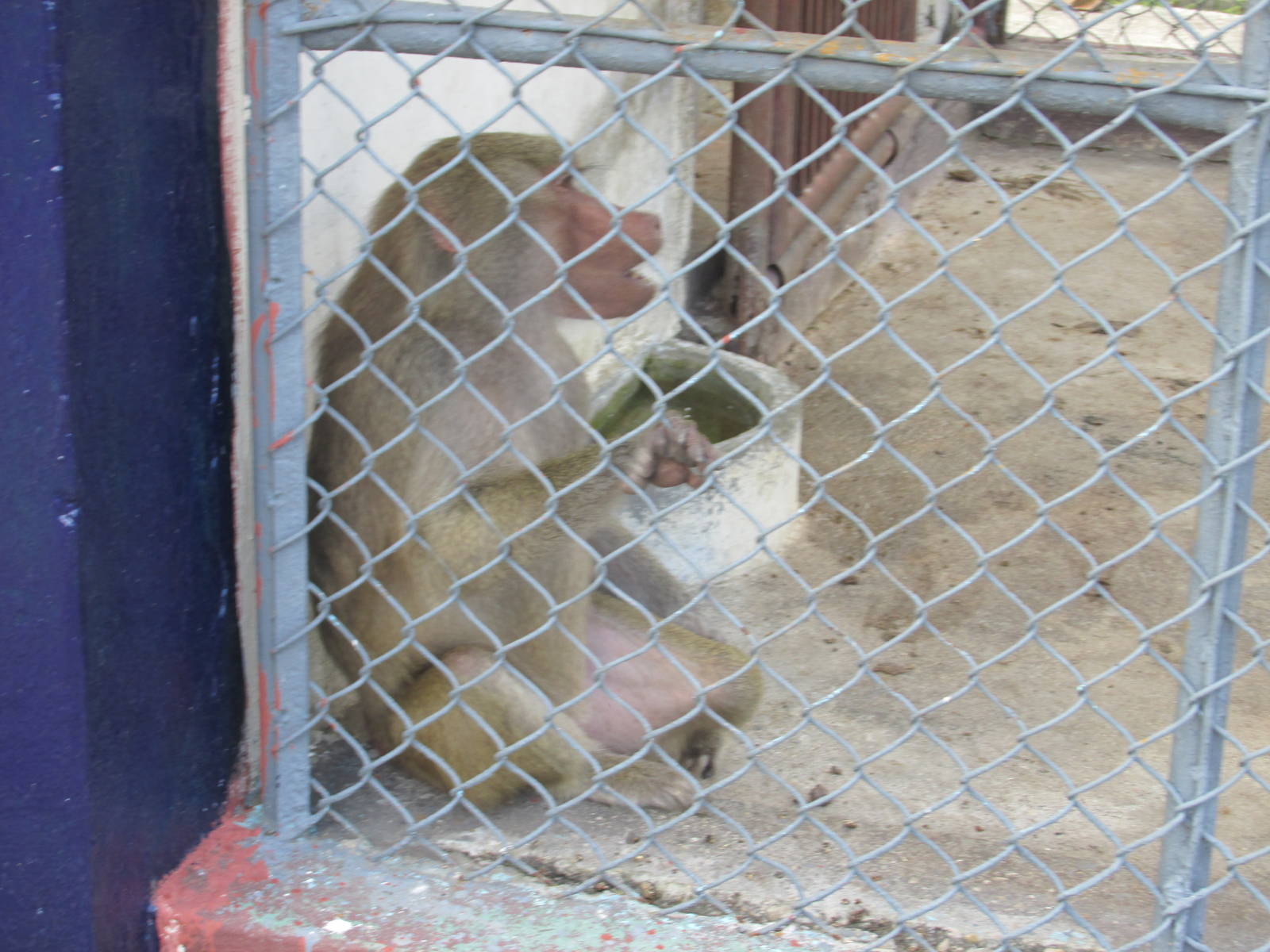 female hamadryas baboon zoologico nacional