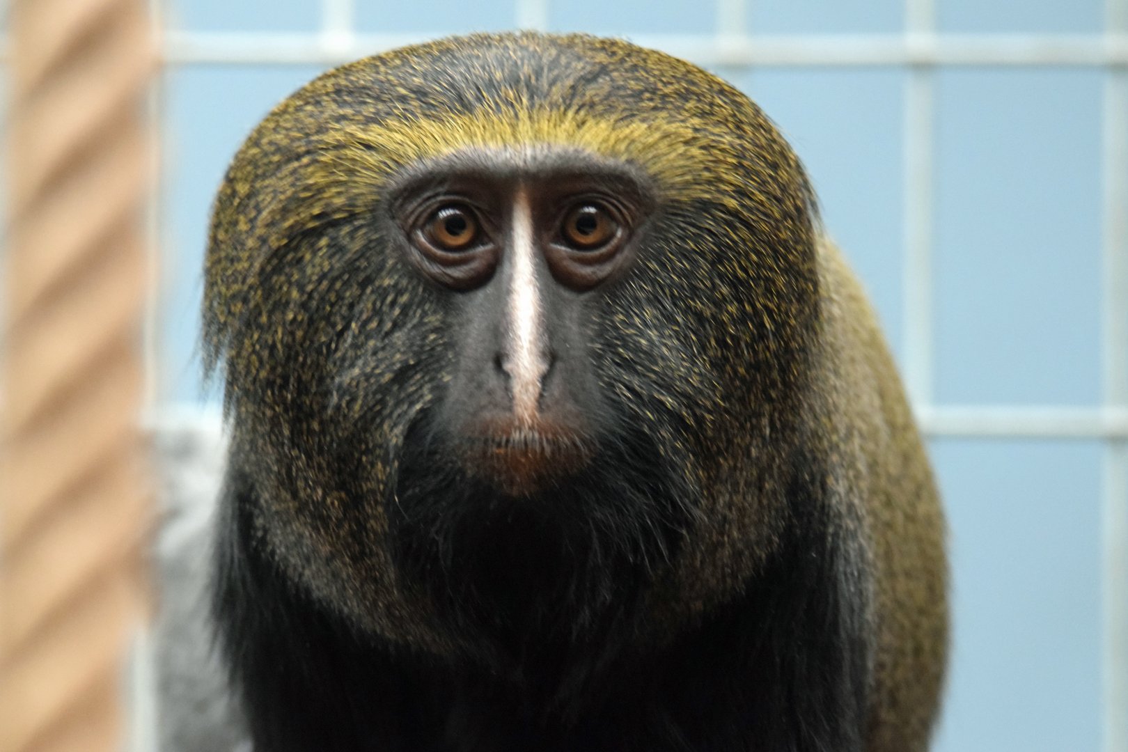 Female Hamlyn´s monkey, 20.10.2019