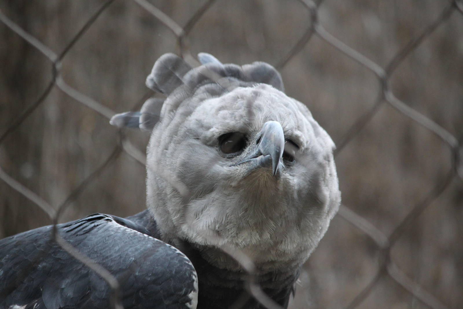 Female harpy eagle