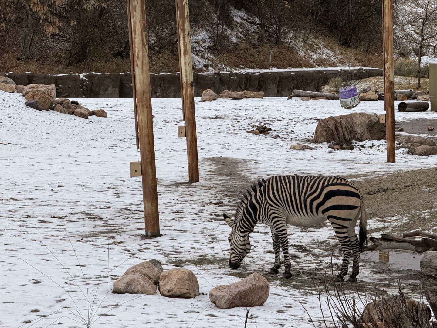 Female Hartmann's Mountain Zebra - The Grasslands - African Savanna