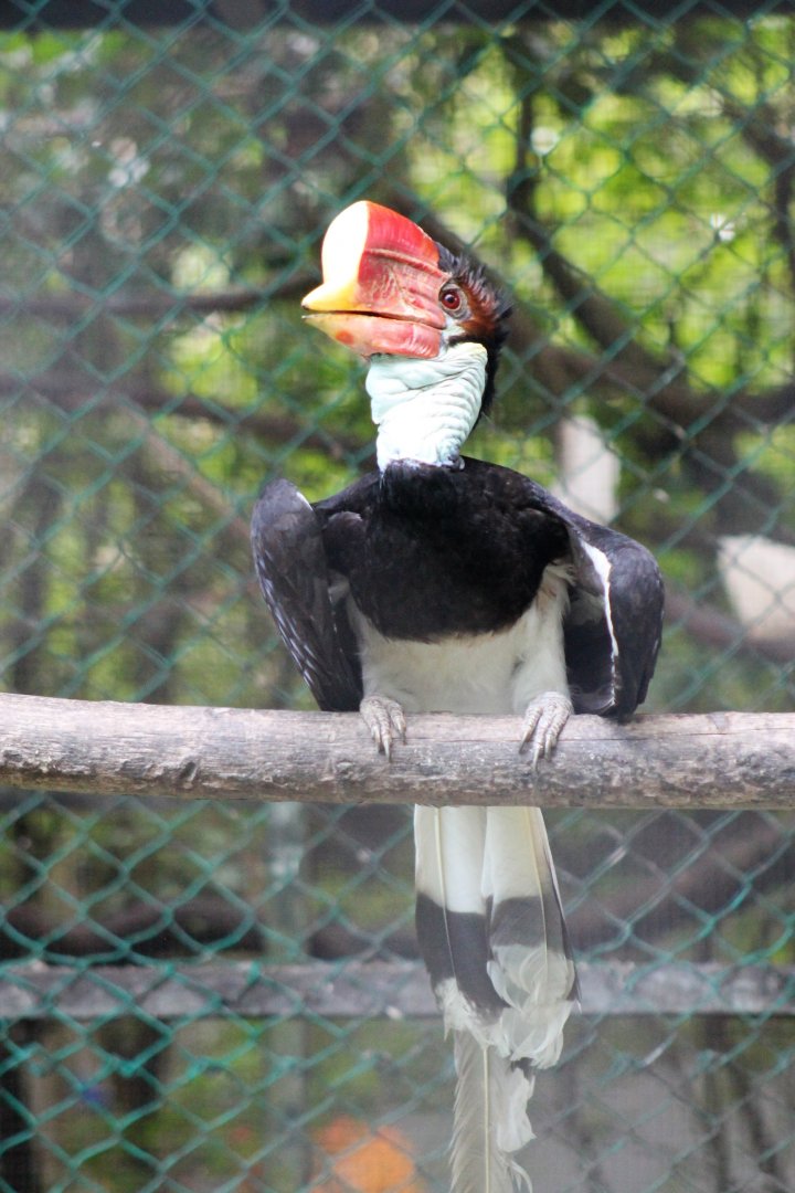 female Helmeted Hornbill (Rhinoplax vigil)
