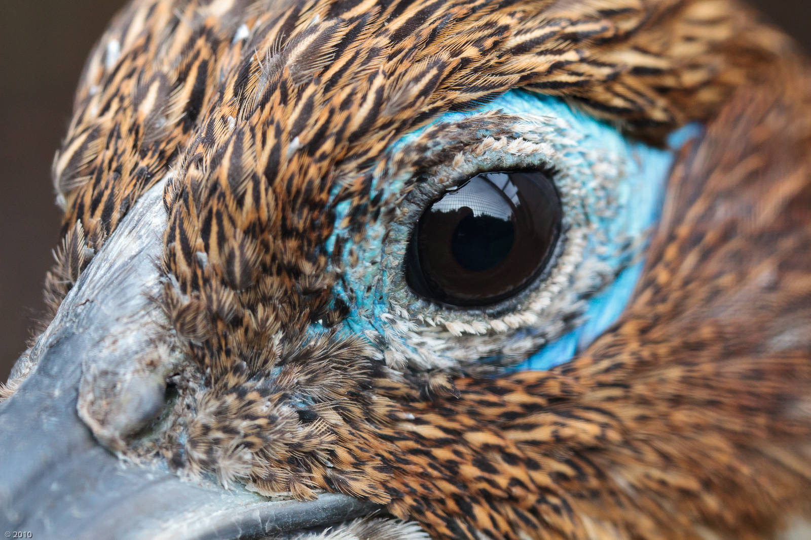Female Himalayan Monal - 29/09/2010