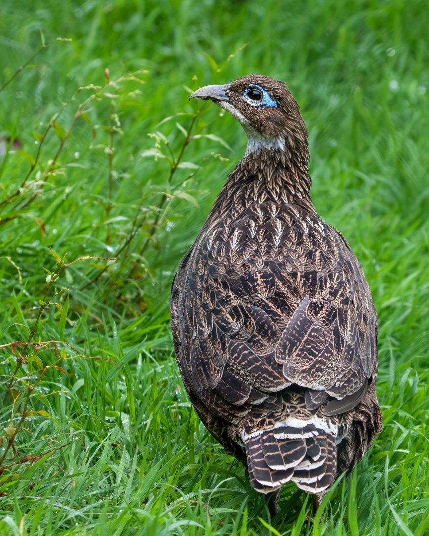 Female Himalayan Monal / Exmoor Zoo / 7-9-20