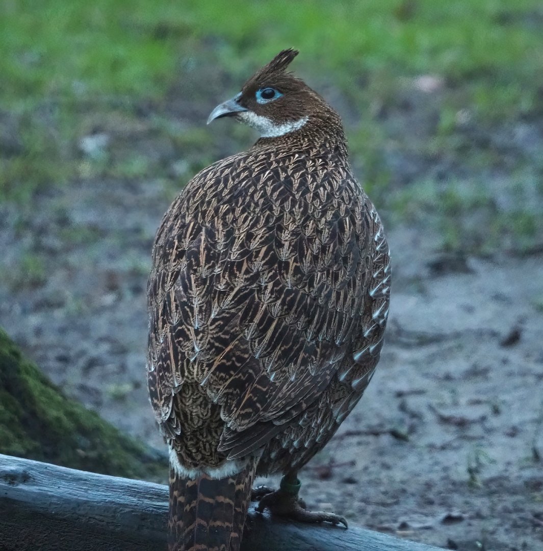 Female Himalayan monal (Lophophorus impejanus), 2024-01-01