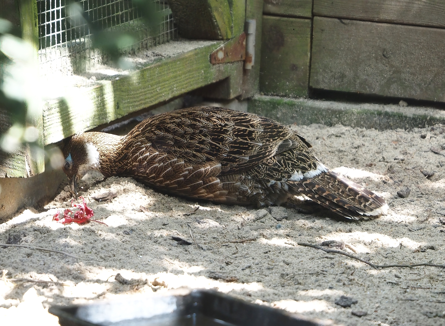 Female Himalayan monal (Lophophorus impejanus), 2024-05-23