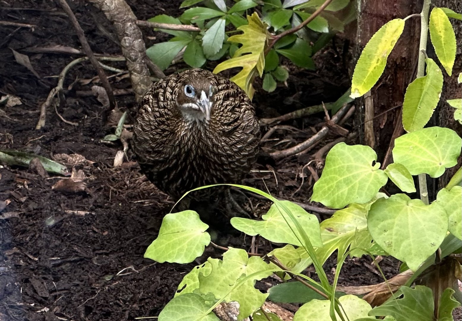 Female Himalayan monal (Lophophorus impejanus)