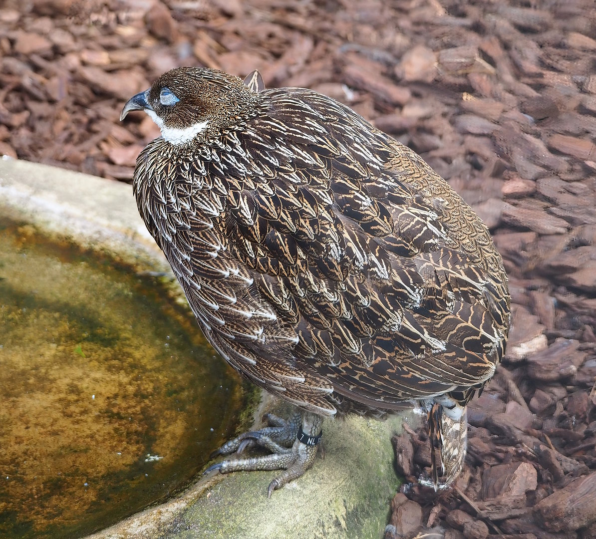 Female Himalayan monal pheasant (Lophophorus impejanus), 2022-08-28