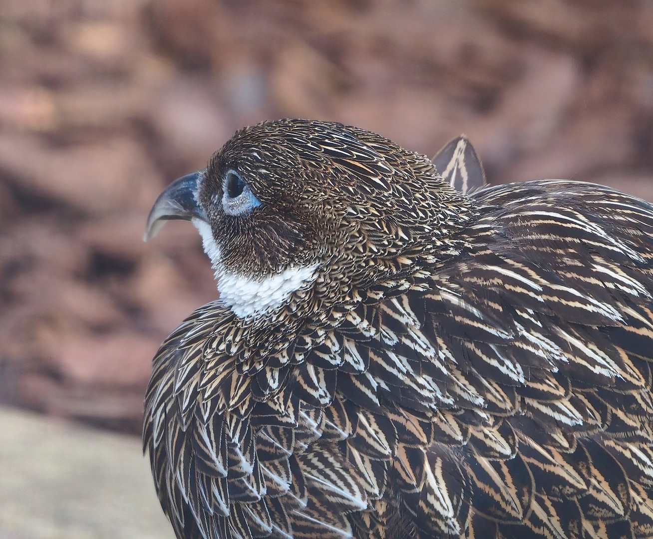 Female Himalayan monal pheasant (Lophophorus impejanus), 2022-08-28