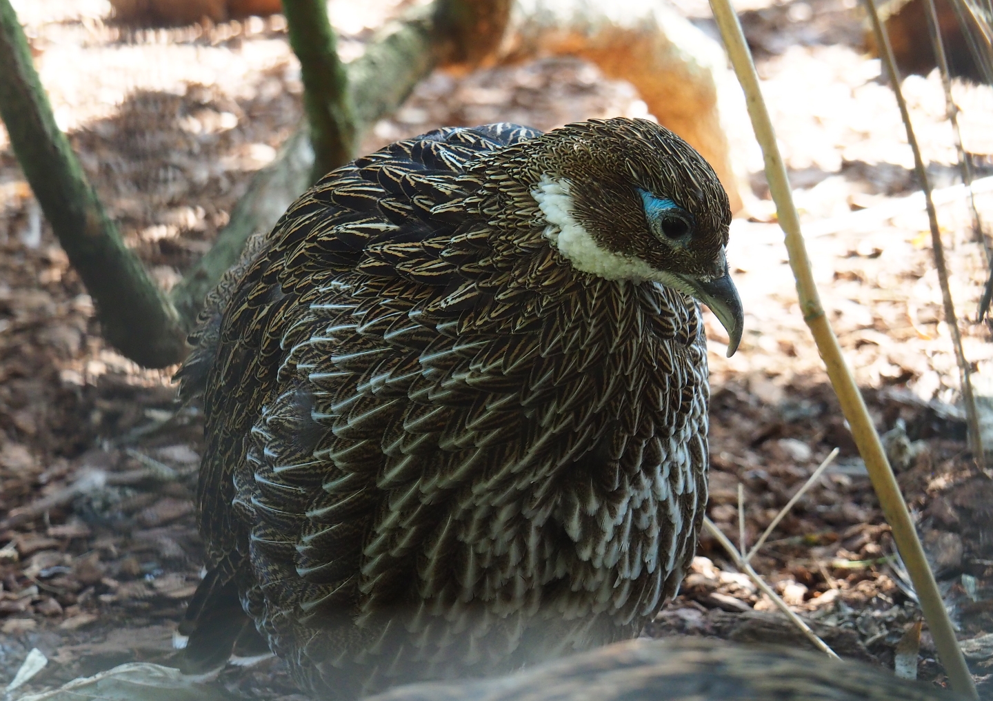 Female Himalayan monal pheasant (Lophophorus impejanus), Sep 2nd, 2018