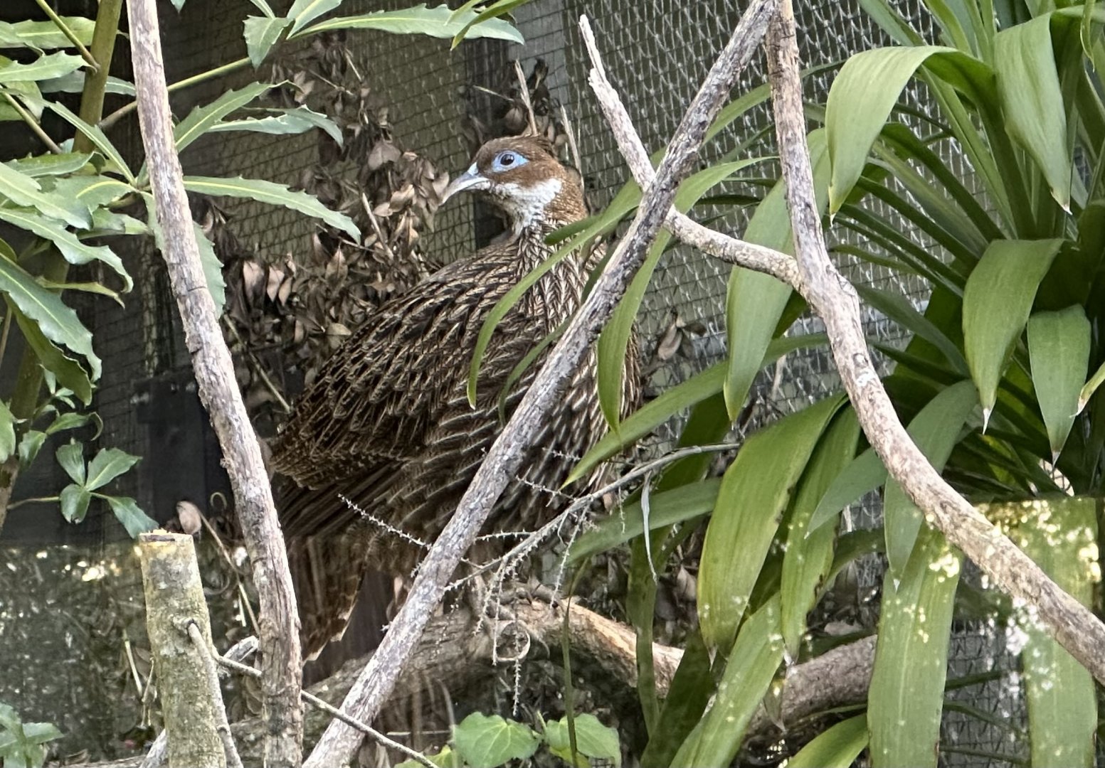 Female Himalayan Monal Roosting