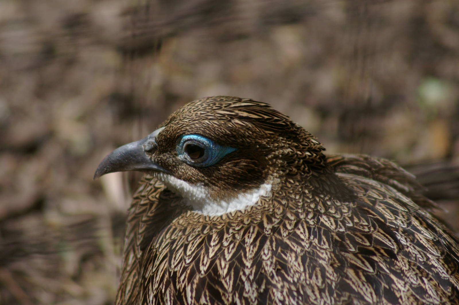 female Himalayan monal