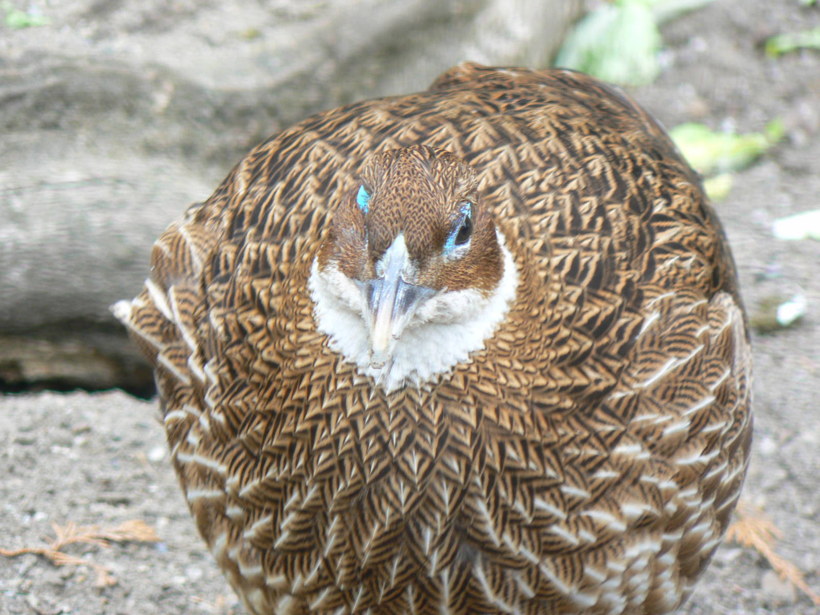 Female Himalayan Monal